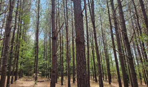 Photo #4 of 850 Clarence Phillips, Bennett, NC 18.6 acres