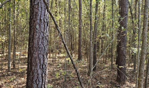 Photo #2 of 850 Clarence Phillips, Bennett, NC 18.6 acres