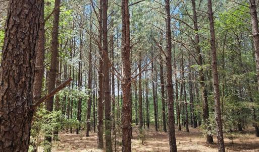 Photo #6 of 850 Clarence Phillips, Bennett, NC 18.6 acres
