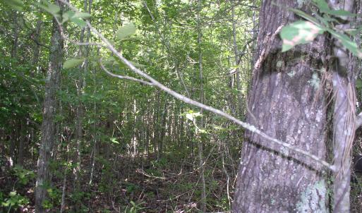 Photo #14 of 140 Bonnie Harris, Louisburg, NC 64.0 acres