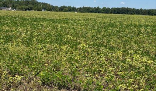 Photo #2 of Bethel Baptist, Spring Lake, NC 38.1 acres