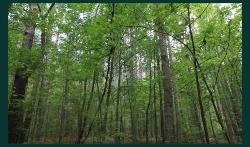 Photo #6 of 1804 Amethyst Rdg, Raleigh, NC 2.6 acres