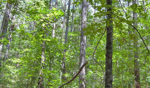 Photo #57 of Buckhorn Road, Bullock, NC 362.5 acres
