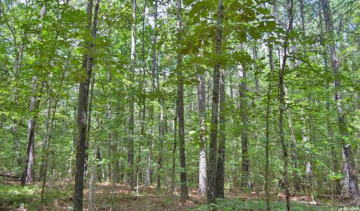 Photo #56 of Buckhorn Road, Bullock, NC 362.5 acres