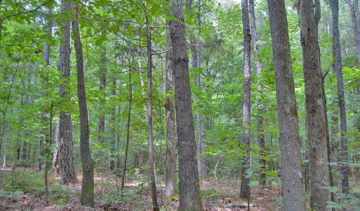 Photo #58 of Buckhorn Road, Bullock, NC 362.5 acres