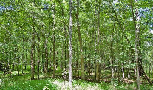 Photo #46 of Buckhorn Road, Bullock, NC 362.5 acres