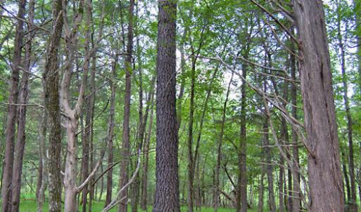 Photo #51 of Buckhorn Road, Bullock, NC 362.5 acres
