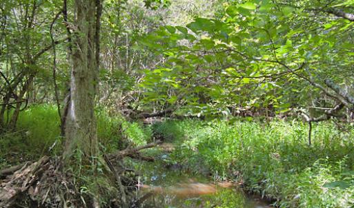Photo #45 of Buckhorn Road, Bullock, NC 362.5 acres
