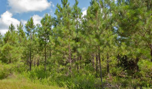 Photo #14 of Buckhorn Road, Bullock, NC 362.5 acres