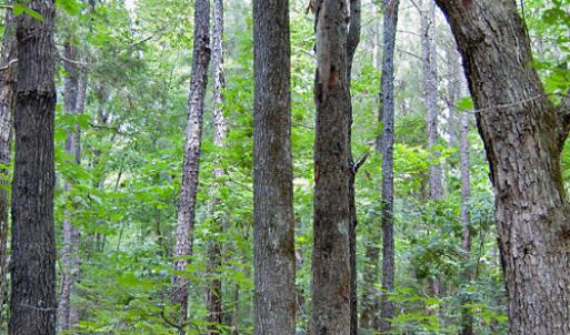 Photo #59 of Buckhorn Road, Bullock, NC 362.5 acres