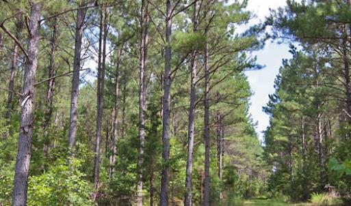 Photo #8 of Buckhorn Road, Bullock, NC 362.5 acres