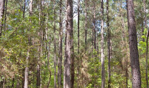 Photo #38 of Buckhorn Road, Bullock, NC 362.5 acres