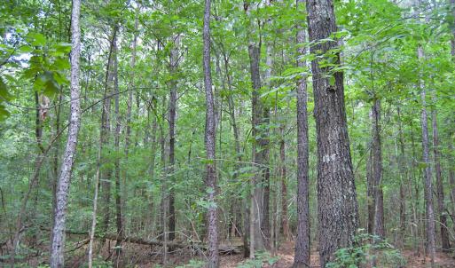 Photo #60 of Buckhorn Road, Bullock, NC 362.5 acres