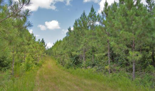 Photo #34 of Buckhorn Road, Bullock, NC 362.5 acres