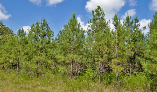 Photo #10 of Buckhorn Road, Bullock, NC 362.5 acres