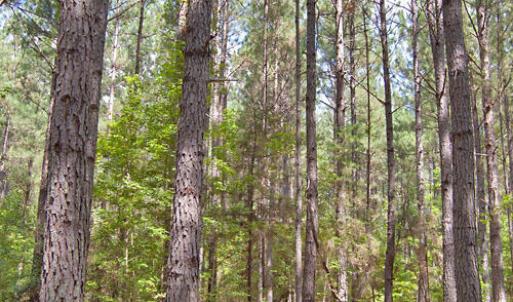 Photo #32 of Buckhorn Road, Bullock, NC 362.5 acres