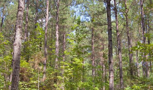 Photo #33 of Buckhorn Road, Bullock, NC 362.5 acres
