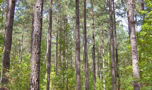 Photo #22 of Buckhorn Road, Bullock, NC 362.5 acres