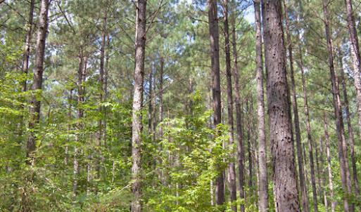 Photo #28 of Buckhorn Road, Bullock, NC 362.5 acres
