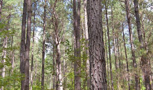 Photo #27 of Buckhorn Road, Bullock, NC 362.5 acres