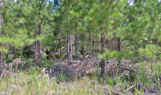 Photo #19 of Buckhorn Road, Bullock, NC 362.5 acres