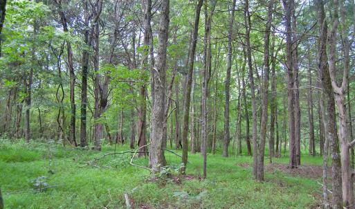 Photo #44 of Buckhorn Road, Bullock, NC 362.5 acres