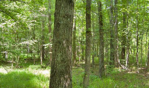 Photo #48 of Buckhorn Road, Bullock, NC 362.5 acres