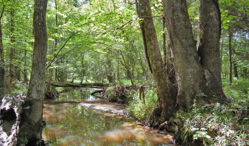 Photo #49 of Buckhorn Road, Bullock, NC 362.5 acres
