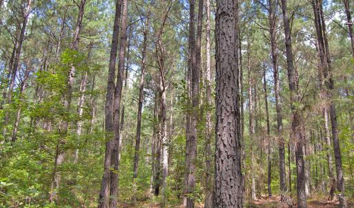 Photo #26 of Buckhorn Road, Bullock, NC 362.5 acres