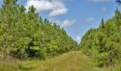 Photo #13 of Buckhorn Road, Bullock, NC 362.5 acres