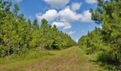 Photo #11 of Buckhorn Road, Bullock, NC 362.5 acres
