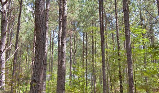 Photo #29 of Buckhorn Road, Bullock, NC 362.5 acres