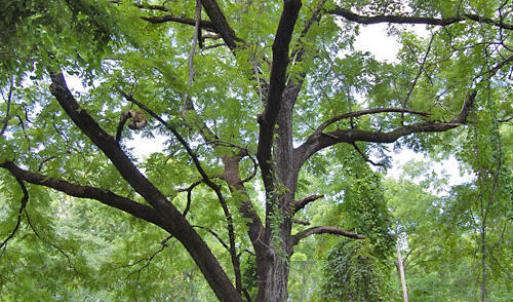 Photo #54 of Buckhorn Road, Bullock, NC 362.5 acres