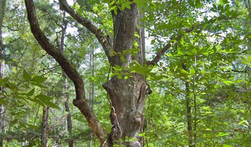 Photo #55 of Buckhorn Road, Bullock, NC 362.5 acres