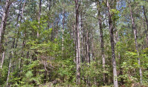 Photo #21 of Buckhorn Road, Bullock, NC 362.5 acres