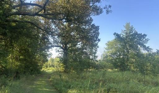 Photo #10 of 647 Joe Brown, Bear Creek, NC 50.3 acres