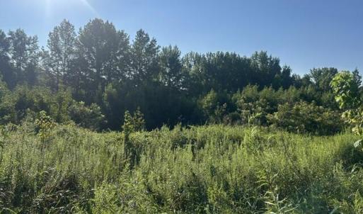 Photo #4 of 647 Joe Brown, Bear Creek, NC 50.3 acres