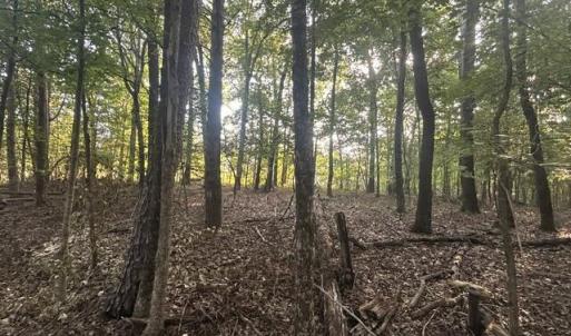 Photo #11 of 647 Joe Brown, Bear Creek, NC 50.3 acres