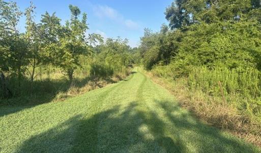 Photo #16 of 647 Joe Brown, Bear Creek, NC 50.3 acres