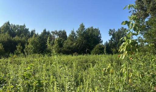 Photo #8 of 647 Joe Brown, Bear Creek, NC 50.3 acres