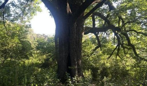 Photo #9 of 647 Joe Brown, Bear Creek, NC 50.3 acres
