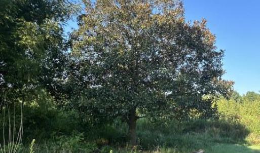 Photo #12 of 647 Joe Brown, Bear Creek, NC 50.3 acres