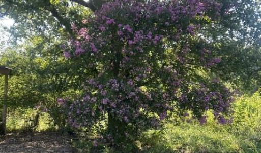 Photo #18 of 647 Joe Brown, Bear Creek, NC 50.3 acres