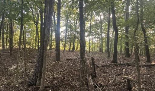 Photo #11 of 647 Joe Brown, Bear Creek, NC 50.3 acres