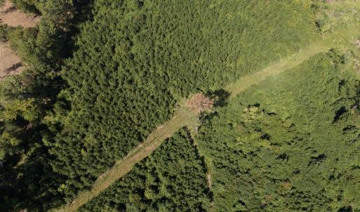 Photo #7 of 1941 Walter Bright Road, Sanford, NC 70.1 acres