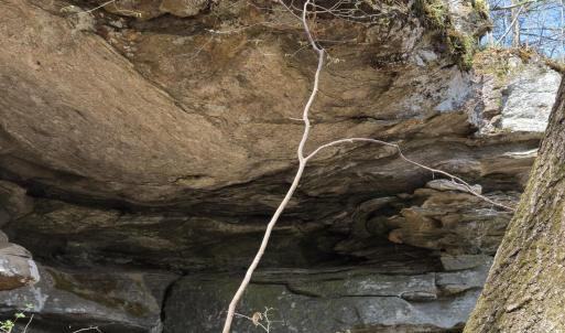 Photo #8 of Seven Island, Danbury, NC 25.1 acres