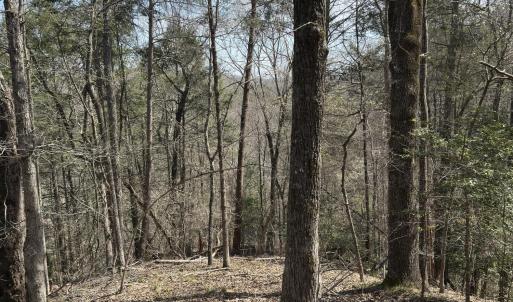 Photo #11 of Seven Island, Danbury, NC 25.1 acres