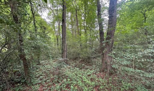 Photo #14 of Lakeside, Raleigh, NC 4.0 acres