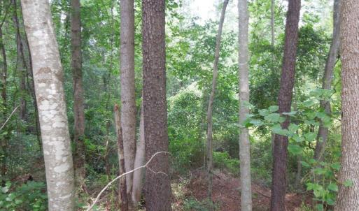Photo #10 of 2200 Darroch, Lillington, NC 44.1 acres