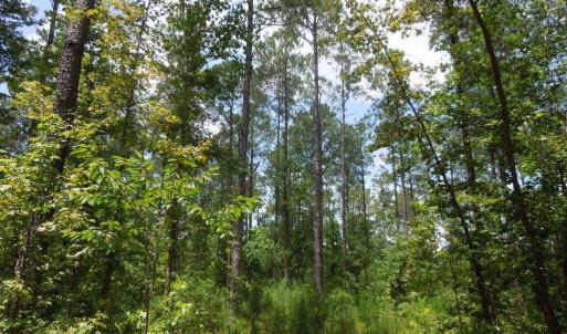 Photo #6 of 2200 Darroch, Lillington, NC 44.1 acres